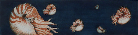 Nautilus

