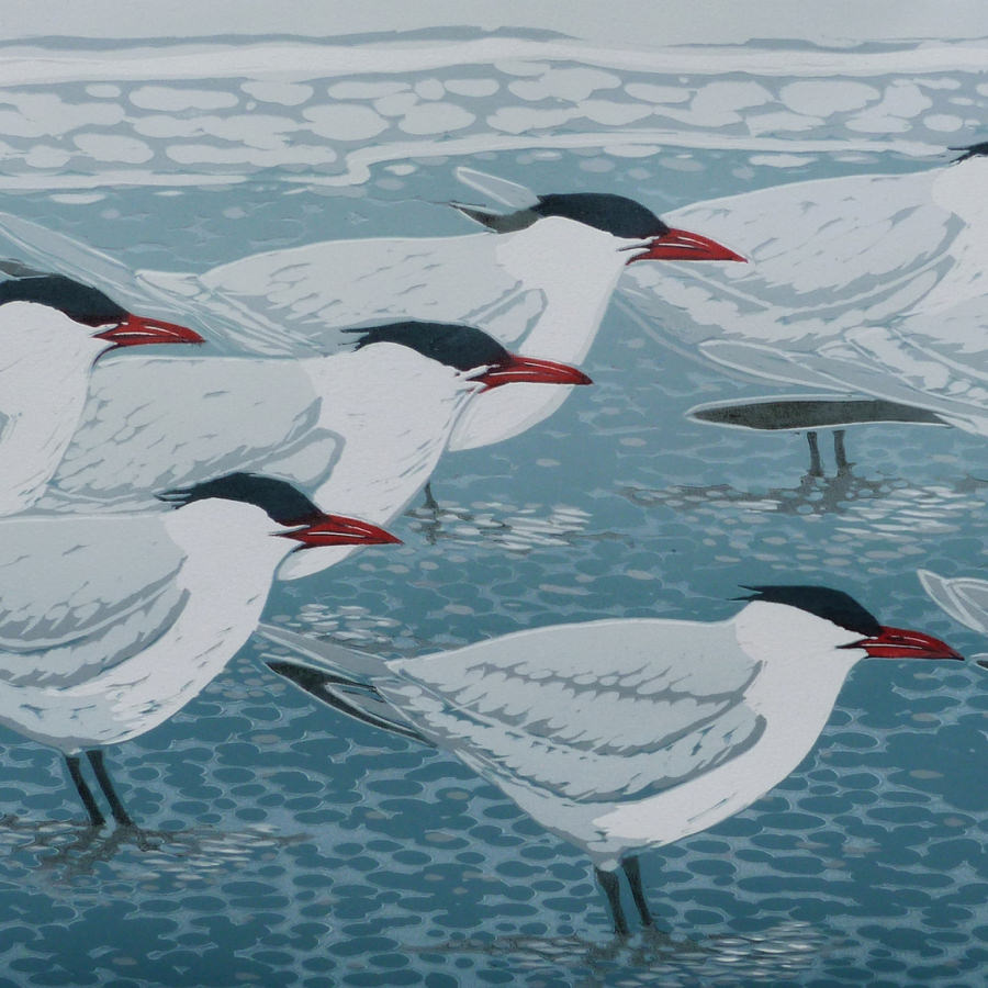 Terns © Louise Scammell 2015