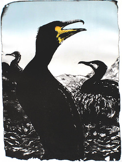 
Cormorant
