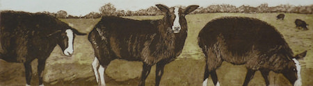 Balwen Sheep